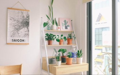 How to Take Better Care of Your House Plants (1)