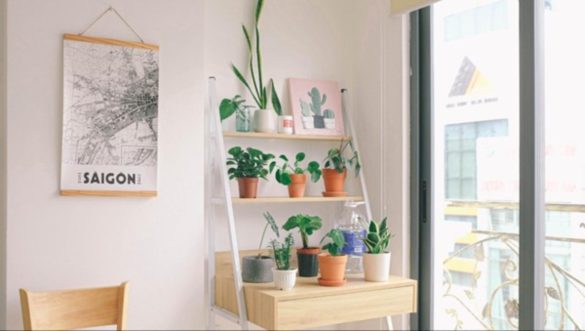 How to Take Better Care of Your House Plants (1)