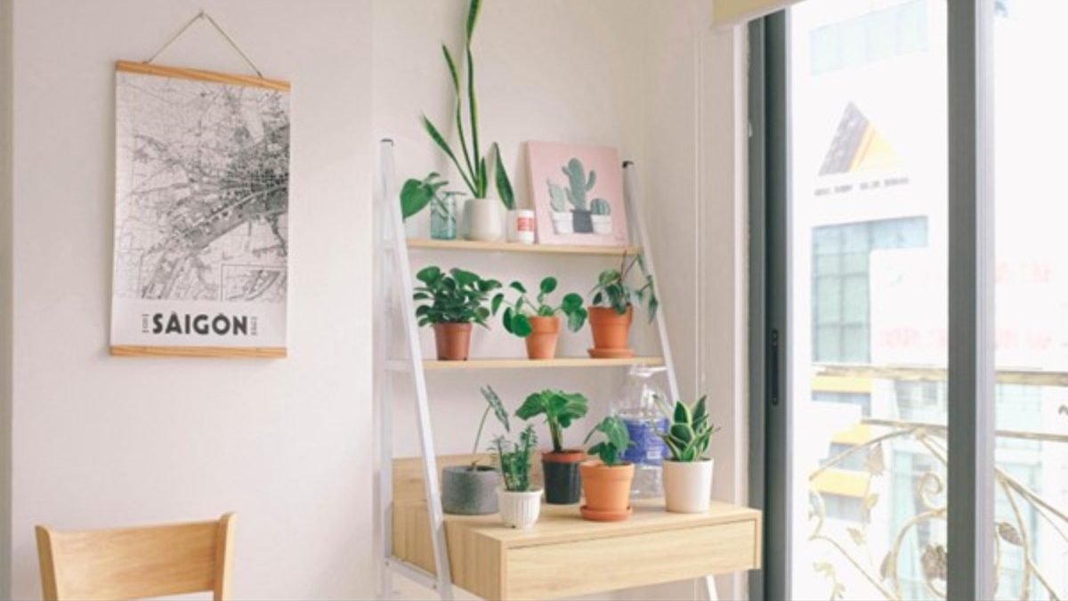 How to Take Better Care of Your House Plants
